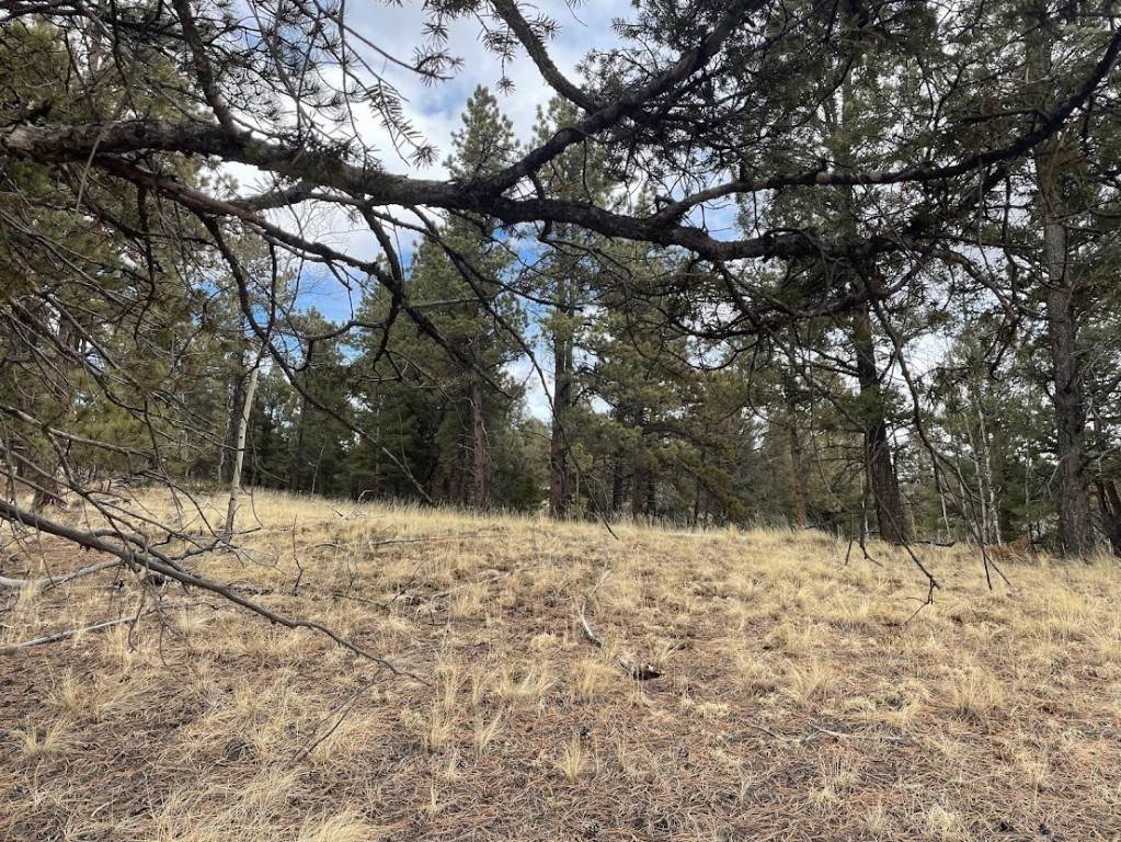 2. Land for Active at 2869 N Mountain Estates Road Florissant, Colorado 80816 United States