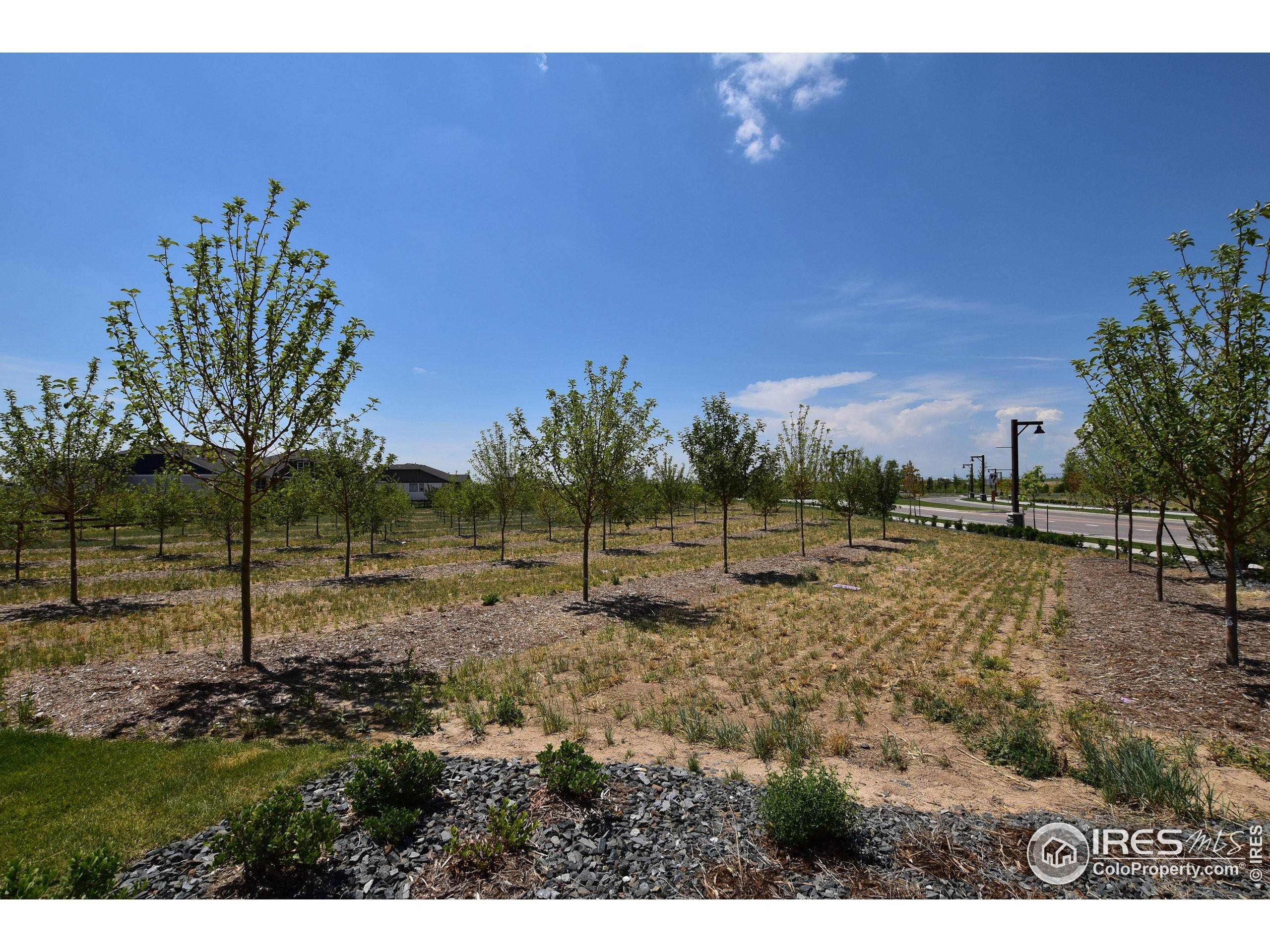 8. Land for Active at 1865 Spring Bloom Drive Windsor, Colorado 80550 United States