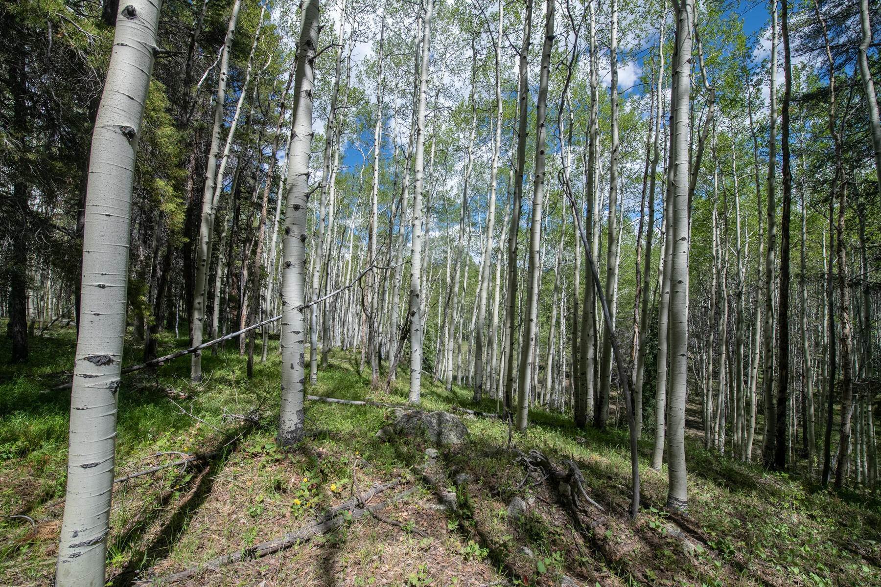 7. Land for Active at 35 Acre Parcel at the End of the Road TBD Hidden Mine Road (Lot 18) Crested Butte, Colorado 81224 United States