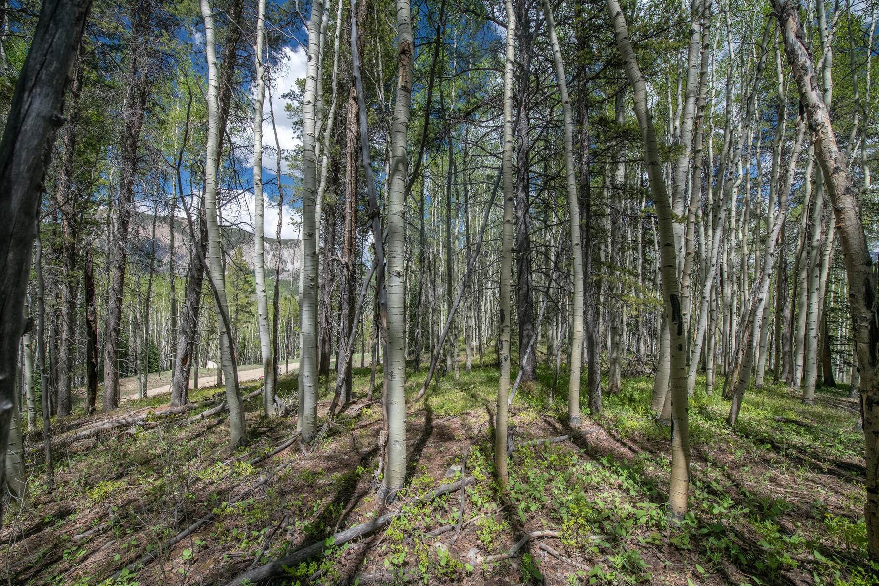13. Land for Active at 35 Acre Parcel at the End of the Road TBD Hidden Mine Road (Lot 18) Crested Butte, Colorado 81224 United States
